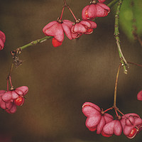 Buy canvas prints of Pink Spindle by Dawn Cox