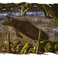 Buy canvas prints of Red Deer goes for a leap by Jessica Patten