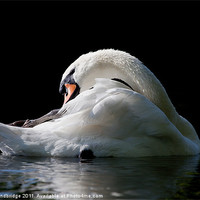 Buy canvas prints of Morning Swan by Izzy Standbridge