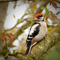 Buy canvas prints of Great Spotted Woodpecker Fledgling by Izzy Standbridge