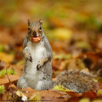 Buy canvas prints of Squirrel with chestnut in autumn leaves by Izzy Standbridge