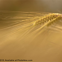 Buy canvas prints of Ear of Barley by Izzy Standbridge