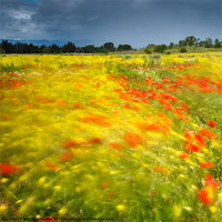 Buy canvas prints of Wild flower meadow long exposure by Izzy Standbridge