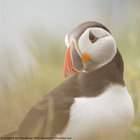 Buy canvas prints of Misty puffin by Izzy Standbridge