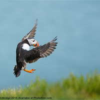 Buy canvas prints of Puffin coming in to land by Izzy Standbridge