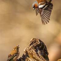 Buy canvas prints of Divebombing chaffinch by Izzy Standbridge