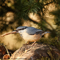 Buy canvas prints of Nuthatch gathers nesting material by Izzy Standbridge