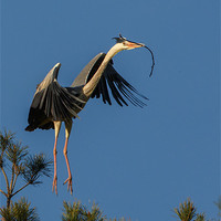 Buy canvas prints of Heron flying in with twig by Izzy Standbridge