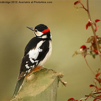 Buy canvas prints of Great spotted woodpecker by Izzy Standbridge