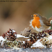 Buy canvas prints of Robin in the snow with fir cones by Izzy Standbridge