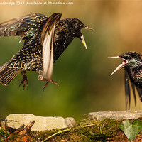 Buy canvas prints of Starling squabble by Izzy Standbridge