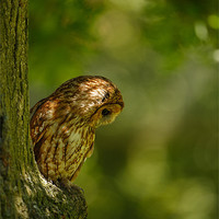 Buy canvas prints of Tawny owl in the woods by Izzy Standbridge