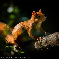 Buy canvas prints of Red squirrel in sunlight by Izzy Standbridge