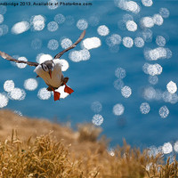 Buy canvas prints of Puffin over sparkling seas by Izzy Standbridge