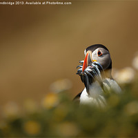 Buy canvas prints of Pop up puffin by Izzy Standbridge