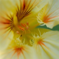 Buy canvas prints of Yellow nasturtium flower close up by Izzy Standbridge
