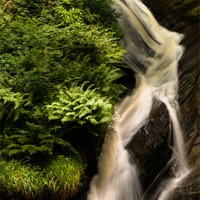 Buy canvas prints of Falls and ferns by Izzy Standbridge