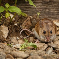 Buy canvas prints of Field mouse by Izzy Standbridge