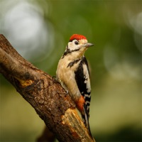 Buy canvas prints of Juvenile Great Spotted Woodpecker by Izzy Standbridge