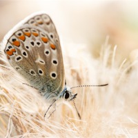Buy canvas prints of Common blue butterfly by Izzy Standbridge