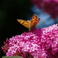 Buy canvas prints of Wall Brown Butterfly on Buddleia by Izzy Standbridge
