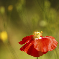 Buy canvas prints of Poppy with weed bokeh by Izzy Standbridge