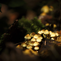 Buy canvas prints of Autumn fungi by Izzy Standbridge
