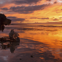 Buy canvas prints of Dogs on the beach at sunset by Izzy Standbridge