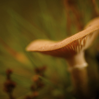 Buy canvas prints of Forest fungus by Izzy Standbridge