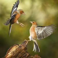 Buy canvas prints of Squabbling chaffinches by Izzy Standbridge