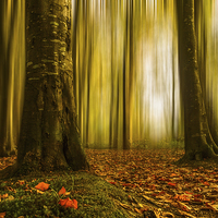 Buy canvas prints of Autumn beech woods with blur by Izzy Standbridge