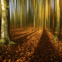 Buy canvas prints of Autumn beech blur by Izzy Standbridge