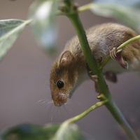 Buy canvas prints of Harvest mouse climbing on ivy by Izzy Standbridge