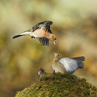Buy canvas prints of Bickering chaffinches by Izzy Standbridge