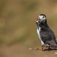 Buy canvas prints of Puffin with catch by Izzy Standbridge