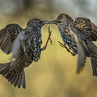Buy canvas prints of Squabbling starlings by Izzy Standbridge