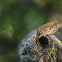 Buy canvas prints of Wren hunting for food by Izzy Standbridge