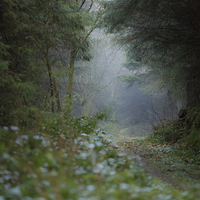 Buy canvas prints of Misty soggy walk in the woods by Izzy Standbridge