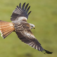 Buy canvas prints of Red Kite Low Fly by Izzy Standbridge