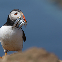 Buy canvas prints of Puffin on Skomer with sand eels by Izzy Standbridge