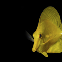 Buy canvas prints of Yellow tang by Izzy Standbridge