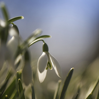 Buy canvas prints of Snowdrops with backlight by Izzy Standbridge