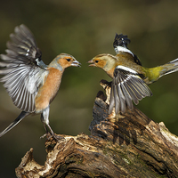 Buy canvas prints of Chaffinch squabble by Izzy Standbridge