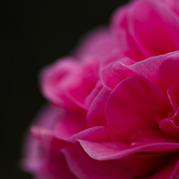 Buy canvas prints of Pink camellia flower by Izzy Standbridge