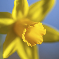 Buy canvas prints of Fresh daffodil in spring by Izzy Standbridge