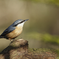 Buy canvas prints of Nuthatch on a log by Izzy Standbridge