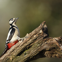 Buy canvas prints of Great Spotted Woodpecker by Izzy Standbridge