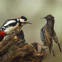 Buy canvas prints of Stand off between woodpecker and starling by Izzy Standbridge