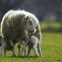 Buy canvas prints of Sheep family by Izzy Standbridge