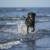 Buy canvas prints of Black Labrador fun in the sea by Izzy Standbridge